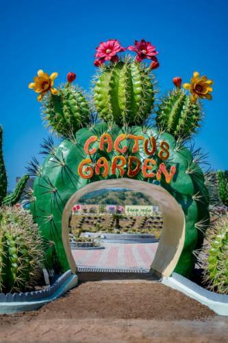 Cactus & Butterfly Garden